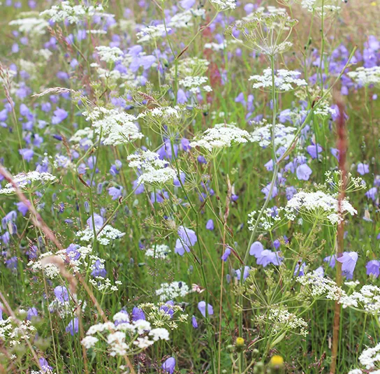 Blumenwiese Saatgut (sonnig-frisch) – Bild 3