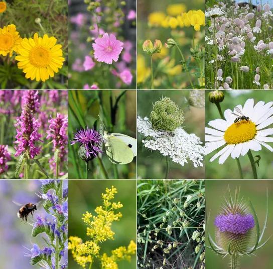 Bunt und lebendig für Säume und Ränder – Bild 2