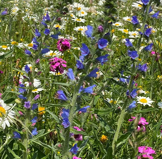 Blumenwiese Saatgut (sonnig-trocken) – Bild 5