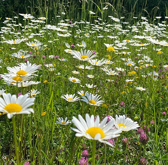 Blumenwiese Saatgut (sonnig-frisch) – Bild 7