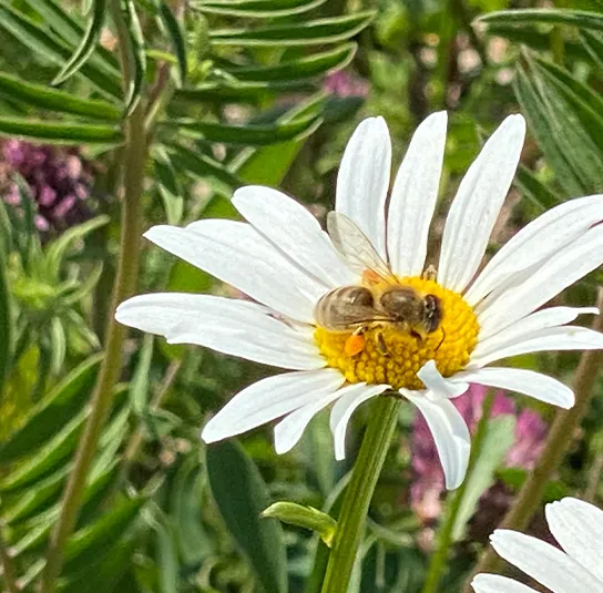 Blumenwiese Saatgut (sonnig-frisch) – Bild 6