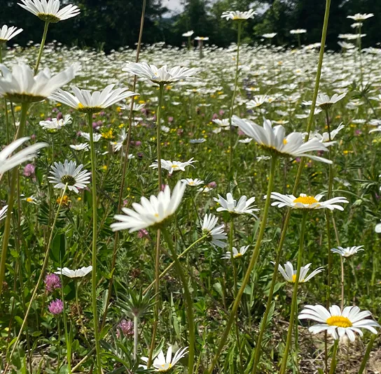 Blumenwiese Saatgut (sonnig-frisch) – Bild 5