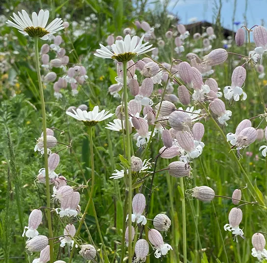 Blumenwiese Saatgut (sonnig-trocken) – Bild 4