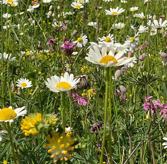 Blumenwiese Saatgut (sonnig-trocken) – Bild 7