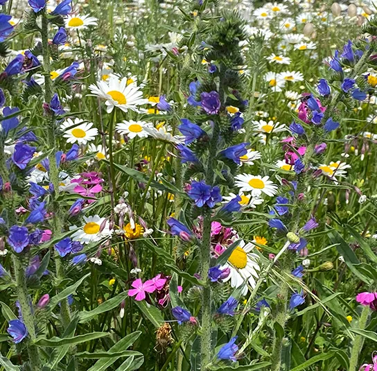 Blumenwiese Saatgut (sonnig-trocken) – Bild 6
