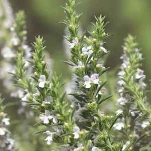 Satureja montana – Bohnenkraut