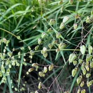 Briza media  – Zittergras