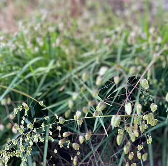 Briza media – Zittergras – Bild 7