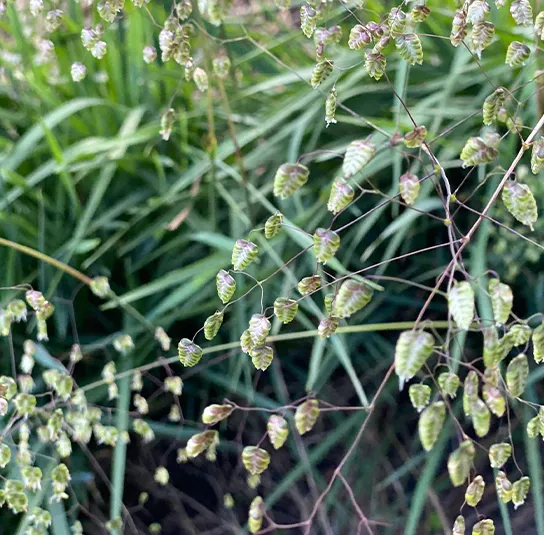 Briza media – Zittergras – Bild 8