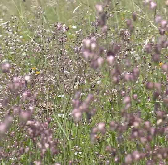 Briza media – Zittergras – Bild 5