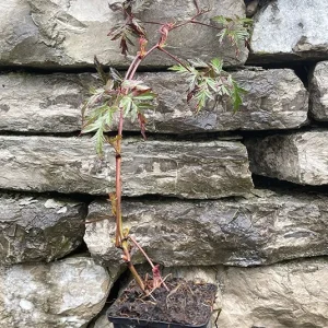 Rubus fruticosus – Brombeere ´Dornenlos & Immergrün`