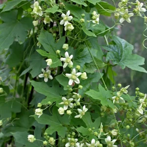 Bryonia dioica – Rotfrüchtige Zaunrübe
