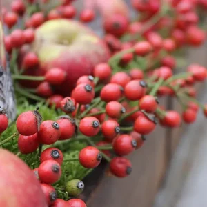 Bund Hagebutten klein