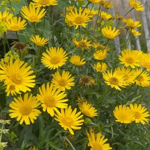 Buphthalmum salicifolium – Ochsenauge