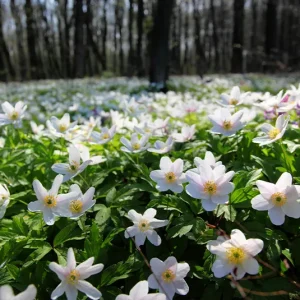Anemone nemorosa – Buschwindröschen (im Topf)
