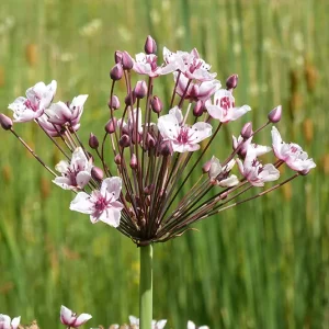 Butomus umbellatus – Schwanenblume, Blumenbinse