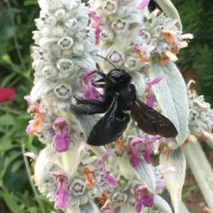 Stachys byzantina  – Wollziest