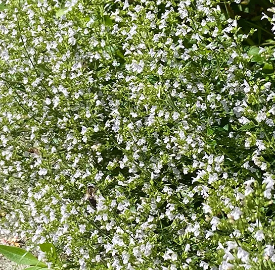 Calamintha nepeta ´Triumphator` – Bergminze, Steinquendel – Bild 5