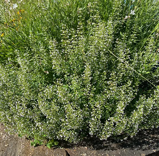 Calamintha nepeta ´Triumphator` – Bergminze, Steinquendel – Bild 8