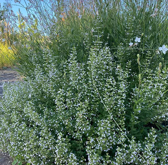 Calamintha nepeta ´Triumphator` – Bergminze, Steinquendel – Bild 6