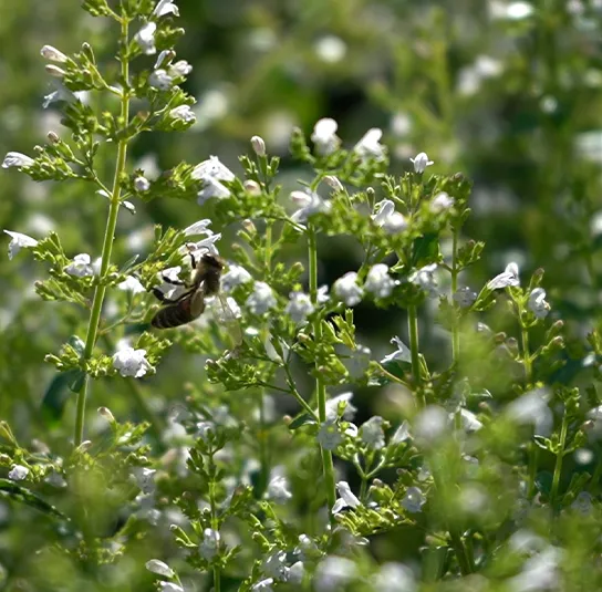 Calamintha nepeta ´Triumphator` – Bergminze, Steinquendel – Bild 7