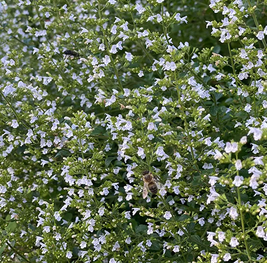 Calamintha nepeta ´Triumphator` – Bergminze, Steinquendel – Bild 9
