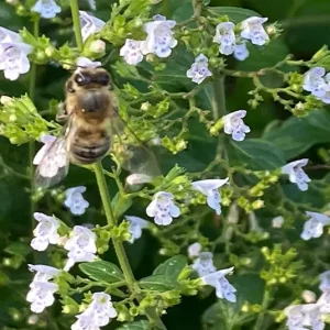 Calamintha nepeta ´Triumphator` – Bergminze, Steinquendel