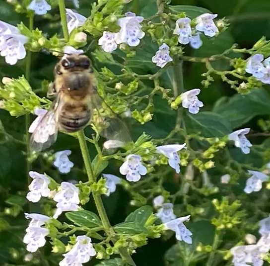 Calamintha nepeta ´Triumphator` – Bergminze, Steinquendel