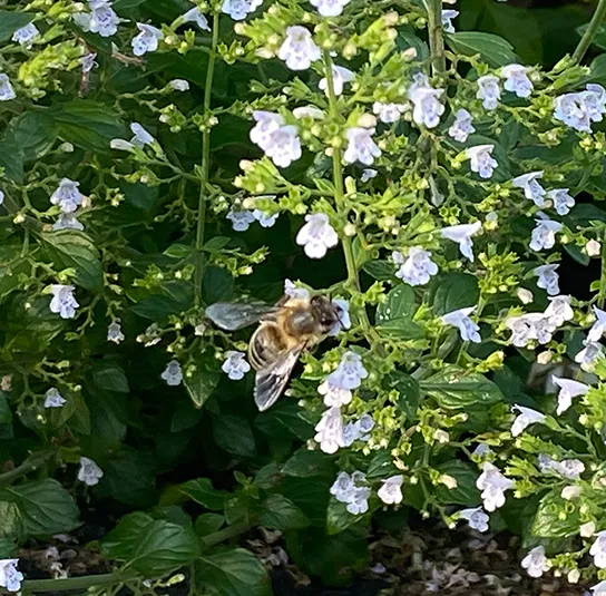 Calamintha nepeta ´Triumphator` – Bergminze, Steinquendel – Bild 4