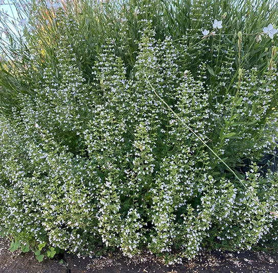Calamintha nepeta ´Triumphator` – Bergminze, Steinquendel – Bild 3