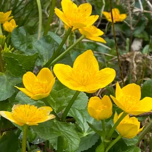Caltha palustris – Sumpf-Dotterblume