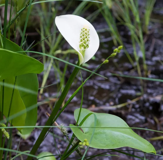 Calla palustris – Sumpfkalla – Bild 3