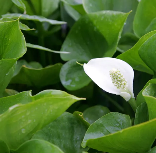 Calla palustris – Sumpfkalla – Bild 2