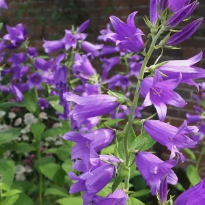 Campanula latifolia – Wald-Glockenblume