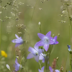 Campanula patula – Wiesen Glockenblume