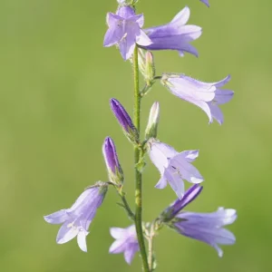 Campanula sibirica – Steppen – Glockenblume