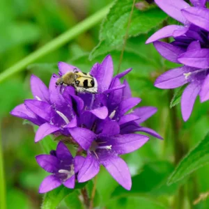 Knäuel-Glockenblume (Campanula glomerata) Saatgut