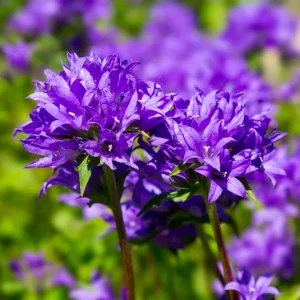 Campanula glomerata – Knäuel-Glockenblume