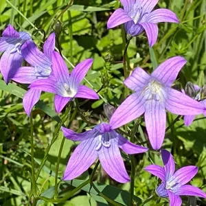 Wiesenglockenblume (Campanula patula) Saatgut