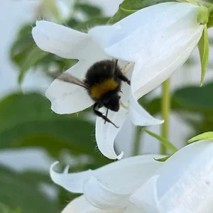 Campanula latifolia ´Alba` – Weiße Waldglockenblume