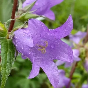 Campanula trachelium – Nesselblättrige Glockenblume