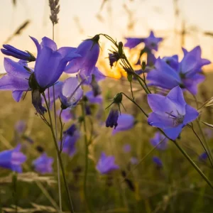 Campanula rotundifolia – Rundblättrige Glockenblume