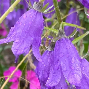 Campanula  rapunculoides – Acker-Glockenblume