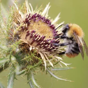 Carlina vulgaris – Golddistel