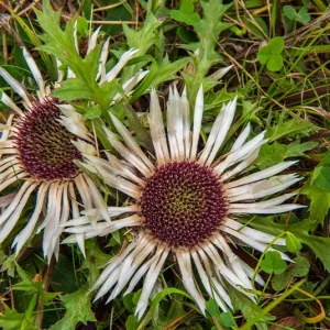 Carlina acaulis ssp.simplex – Stängel-, Silberdistel, ‚Jagabrot‘