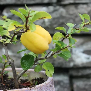 Chaenomeles x superba ´Carl Ramcke` – Kleine Zitronenquitte ´Carl Ramcke`