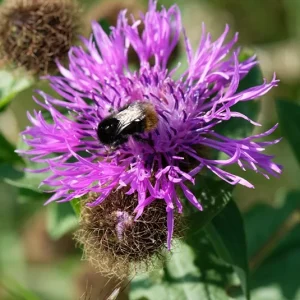 Centaurea pseudophrygia – Perücken Flockenblume