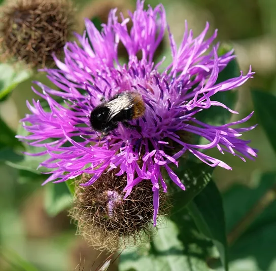 Centaurea pseudophrygia – Perücken Flockenblume – Bild 2