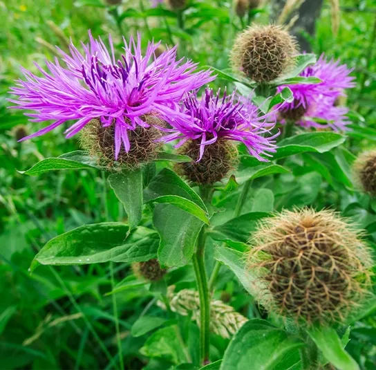 Centaurea pseudophrygia – Perücken Flockenblume – Bild 3