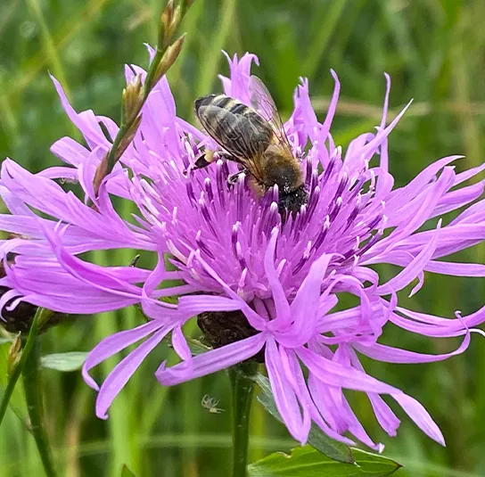 Hummel Kombi Nr. II – sonnig – 7 Top Futterpflanzen – Ersparnis 3,40 – Bild 4